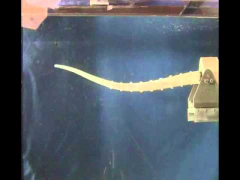 Octopus-like Soft-Robotic-Arm Freely Moving in water