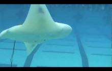 Robotic Ray Takes a Swim