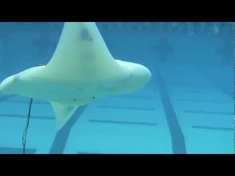 Robotic Ray Takes a Swim